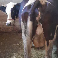 گاو گوساله سیمنتال