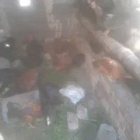 فروشی خروس