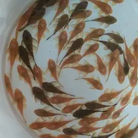ماهی گیاهخوار و گوشتخوار