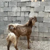 دو عدد کهره نر و ماده