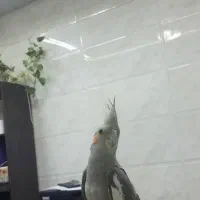 عروس هلندی نر