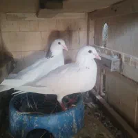 کبوتر|پرنده|شیراز, دباغ خانه|دیوار