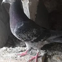 کبوتر آلمانی