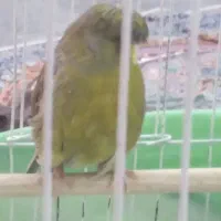 قناری|پرنده|اهواز, حصیرآباد|دیوار