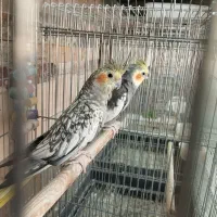 3عدد عروس هلندی