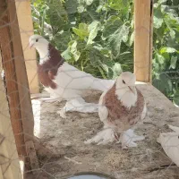 کبوتر طوقی جفت