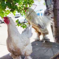 یک جفت برهما و مرغ و خروس زینتی