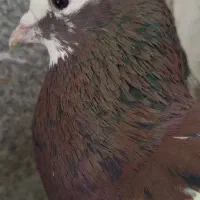 طوقی سـرخ هفتــزنگ