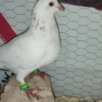 سار ماده