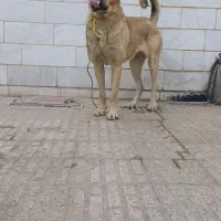 واگذاری ت و ل ه پژدر ماده  نژاد دار
