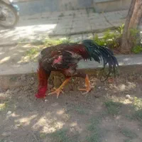 خروس لاری