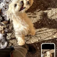 ۲عدد سگ پاپی باهوش بی صرصدا قیمت ۲ملیون پانصد