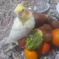عروس هلندی