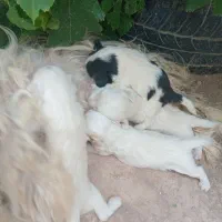 سگ پاپی