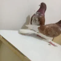 نروماده گرگی سینه‌ سفید طلا