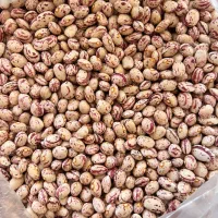 لوبیا چیتی زنجان
