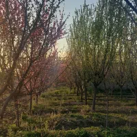 باغ در هشتگرد