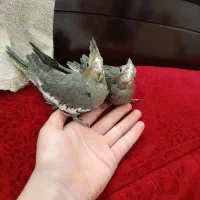 جوجه عروس