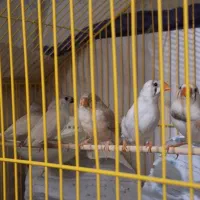 فنچ