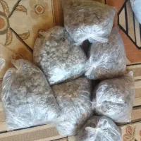 چای کوهی