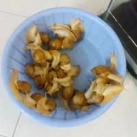 واگذاری حلزون