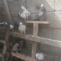کبوتر|پرنده|لشت نشا, |دیوار