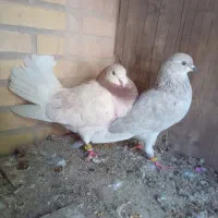 ۶جفت کفتر پرشی