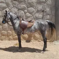 اسب