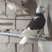 کوتر|پرنده|سقز, |دیوار