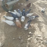 کبوتر