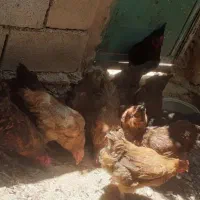 ۱۱مرغ جوان تخم گذار و یه خروس