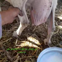 فروش بزقاله سانن دو نر ویک ماده