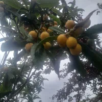 انبه|خوردنی و آشامیدنی|لشت نشا, |دیوار