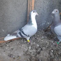 کبوتر یاکفتر