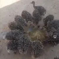 جوجه شترمرغ