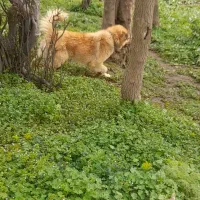 گله سگ|سگ|گرمی, |دیوار