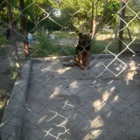 سگ ژرمن