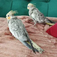 عروس