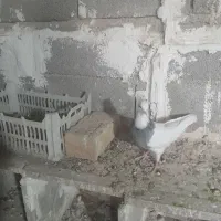 کبوتر طوقی