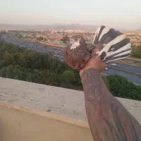 کفتر کرفتنی***