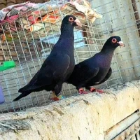 جفت کلاغ عطیقه
