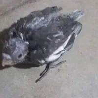 فروش پرنده