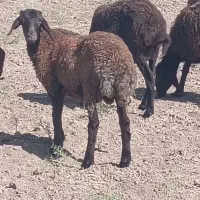 سلام بره نر کیلو 710برای کشتن کیجه