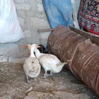 غاز