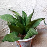 گل طبیعی پر ریشه و شاداب