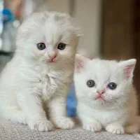 بچه گربه اسکاتیش