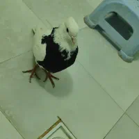 کفتر