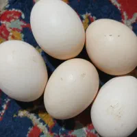 تخم مرغ محلی