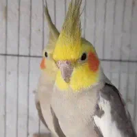 عروس هلندی جوجه