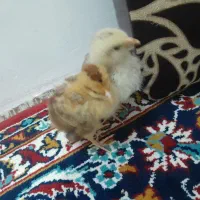 جوجه مرغ و خروس